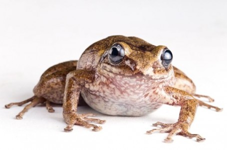 Six Long-Lost Haitian Frog Species Found – Haiti Chery